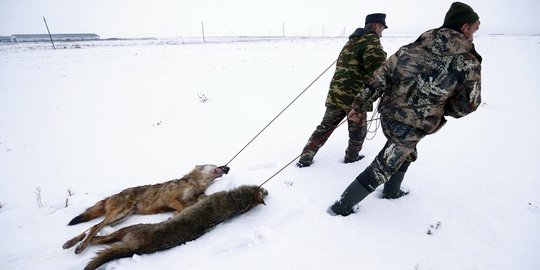 Melihat kekejaman perburuan serigala di dataran salju Belarusia