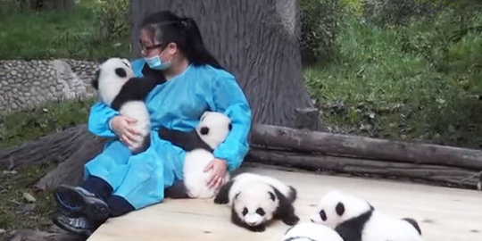 Di China, jadi 'ibu' panda saja bisa dibayar 420 juta Rupiah