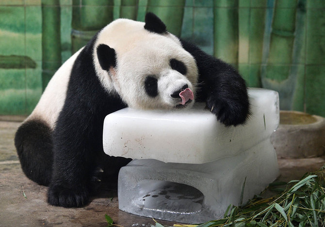 panda di china kepanasan