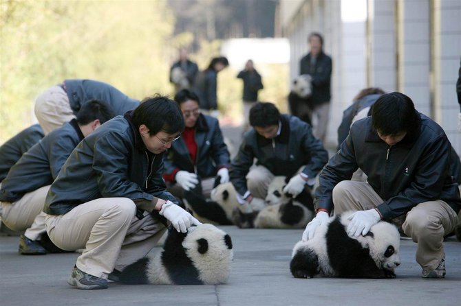 perawat panda sedang bermain dengan anak panda