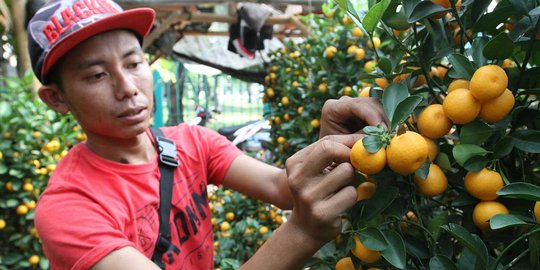 Jelang Imlek, pohon jeruk jenis ini banyak diburu