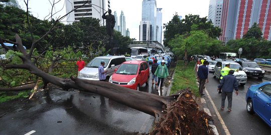 Pohon tumbang di Jalan Sudirman, lalu lintas macet hingga 5 Km