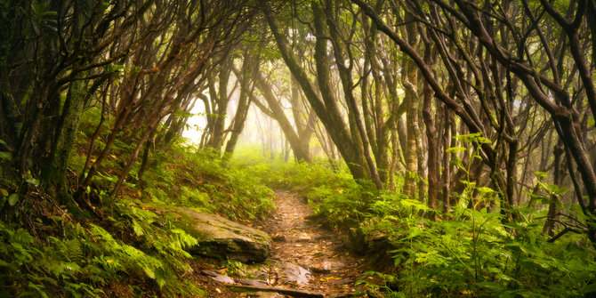 Unduh 44 Koleksi Background Cantik Hutan HD Gratis