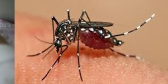WHO nyatakan Virus Zika keadaan darurat kesehatan global