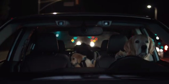 [Video] Tingkah anjing nyetir mobil ini menyentuh hati
