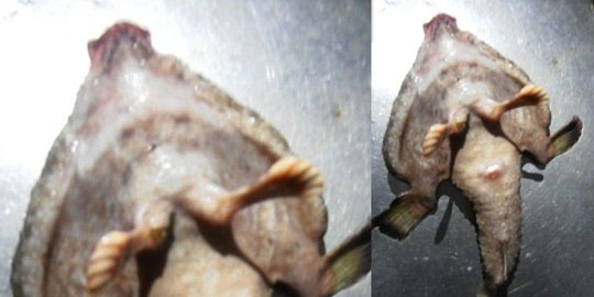 Ikan 'mutan' tertangkap di Karibia, punya kaki dan hidung manusia