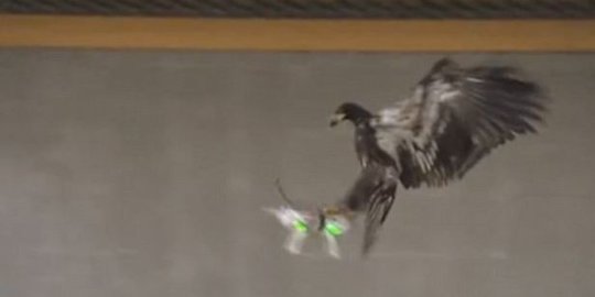 [Video] Kepolisian Belanda latih elang jatuhkan drone