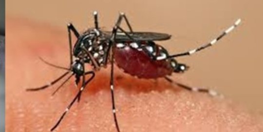 Warga diimbau hindari bepergian ke negara endemis virus Zika