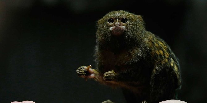 Pygmy Marmoset, primata terkecil di dunia