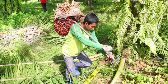 Pelaku pencuri buah kelapa sawit babak belur dihakimi warga