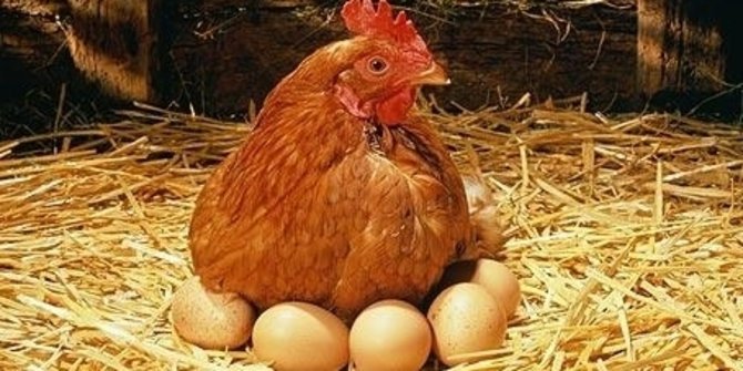 Mana yang duluan ayam  atau telur  merdeka com