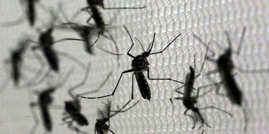 Melihat lebih dekat nyamuk penyebar virus Zika yang gegerkan dunia