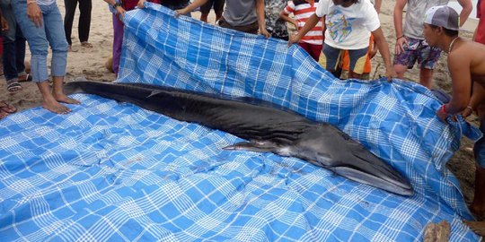 Paus Bryde terdampar di Pantai Kuta bikin geger wisatawan