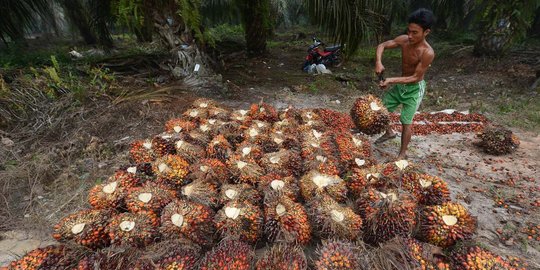 Kesulitan bayar pungutan ekspor, petani sawit surati Jokowi