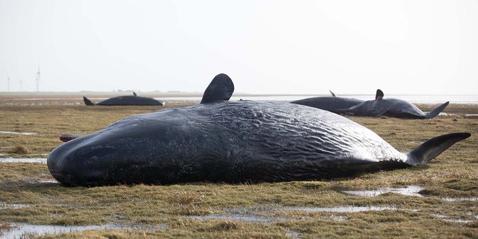 Delapan paus ditemukan mati mengenaskan di pantai Jeman