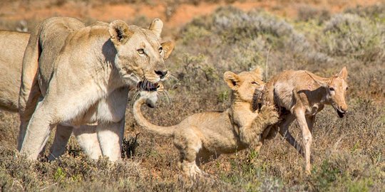Begini cara singa ajari anaknya berburu mangsa