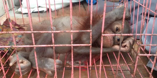 Dipelihara warga, 4 bayi orangutan kondisinya memprihatinkan