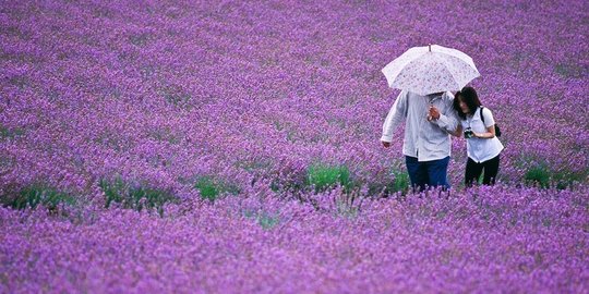 Indahnya surga bunga lavender di Furano