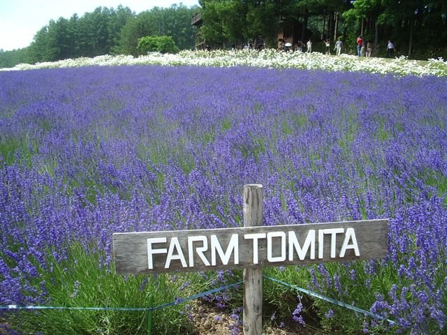 bunga lavender di perkebunan tomita furano