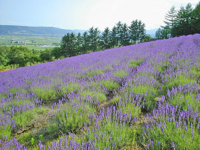 Indahnya surga bunga lavender di Furano merdeka com