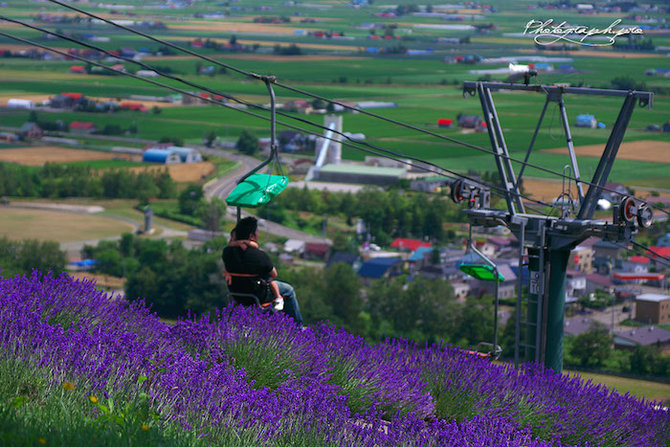 bunga lavender di furano