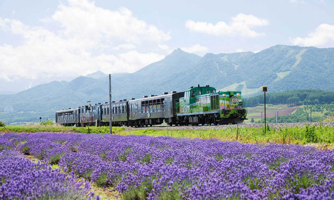 bunga lavender di furano