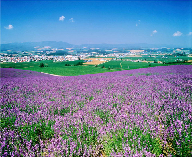 Furano: Menikmati Keindahan Ladang Bunga Lavender di Kota Furano