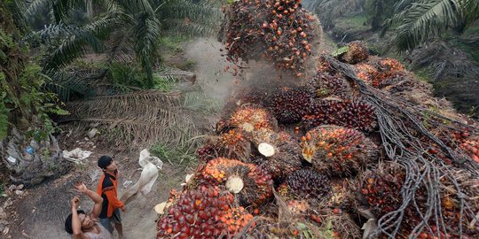 Pemerintah diminta negosiasi dengan Prancis untuk batal pajak CPO