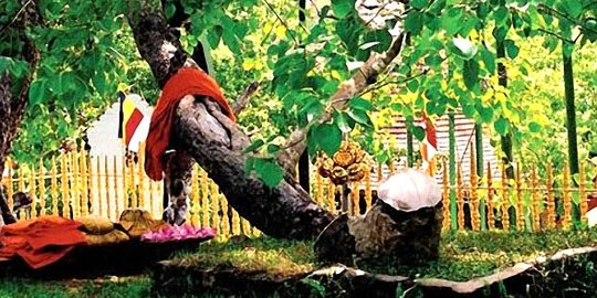 maha bodhi sri lanka rev2