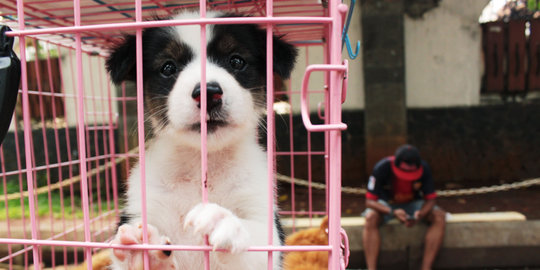 Tak boleh lihat anak anjing, bocah 11 tahun bunuh gadis cilik