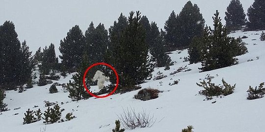 Makhluk Mirip Yeti Terlihat Di Spanyol Merdeka Com