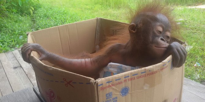 Ditangkap warga, 2 bayi orang utan patah tulang dan tak bisa duduk