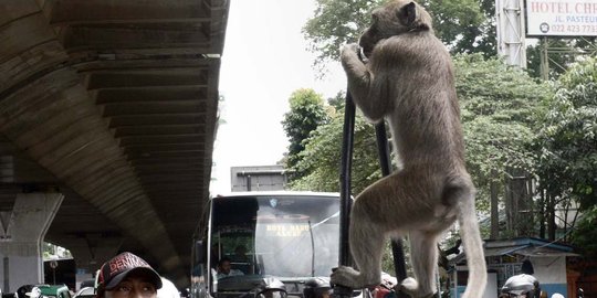 Aksi monyet bermain egrang hibur warga Bandung