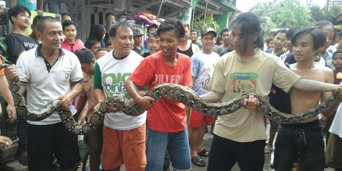 Warga Margahayu geger, ada ular Sanca bersarang di got perumahan