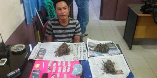 Geledah rumah PNS di Riau, polisi temukan 16 paket ganja siap edar