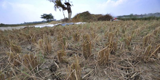 Ribuan hektare sawah di Karawang gagal panen