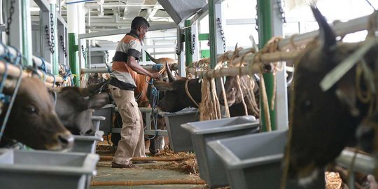 Mentan tak jamin kapal ternak langsung turunkan harga daging sapi