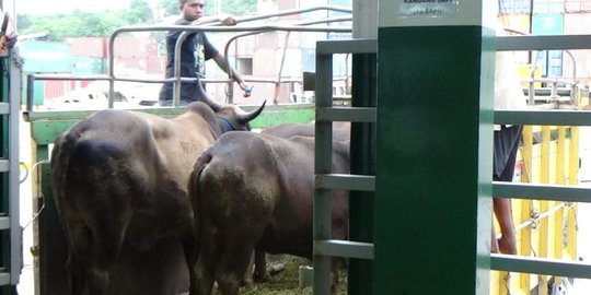 Mentan Amran: Daging sapi asal NTT dijual Rp 85.000/Kg ke konsumen