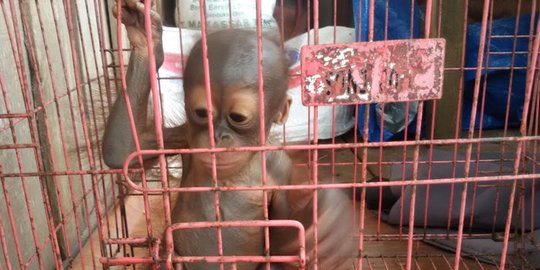 7 Orang utan selundupan akan dikembalikan ke Sumatera dan Kalteng