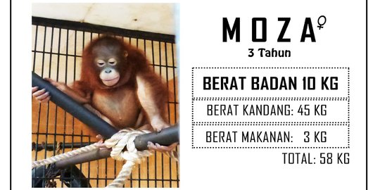 6 Orang utan selundupan mulai menjalani rehabilitasi di Kalteng