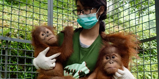 Thailand doyan selundupkan Orangutan buat bisnis hiburan