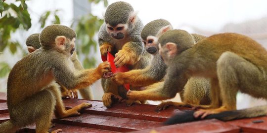 Tingkah lucu kawanan monyet tupai ketika dapat angpau