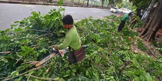 Rawan tumbang, dahan pepohonan tua di Senayan ditebang