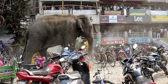 Ini gajah liar yang ngamuk dan injak puluhan kendaraan di India