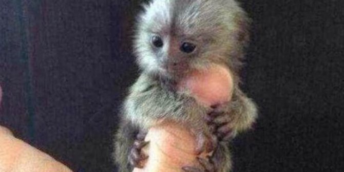 Orang Kaya China Sedang Keranjingan Memelihara Monyet Mini Langka