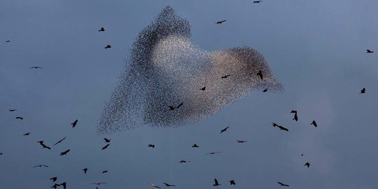 Keindahan ribuan burung jalak menari di langit Gurun Negev