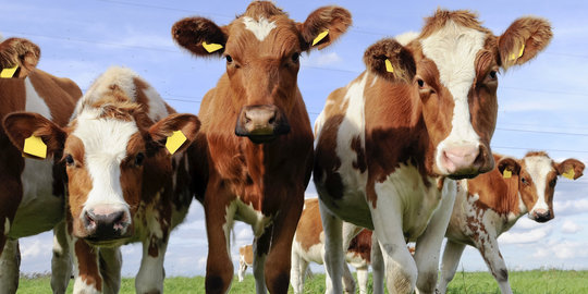 150 Ekor sapi di Gorontalo mati akibat racun sianida