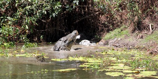 Meresahkan warga, buaya di Sungai Ijo Banyumas akan dievakuasi