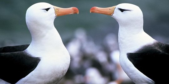 7 Hewan ini jauh lebih setia dari manusia, bawa 'cinta' sampai mati