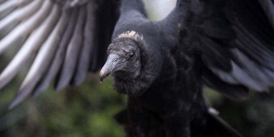 7 Hewan Ini Jauh Lebih Setia Dari Manusia Bawa Cinta Sampai